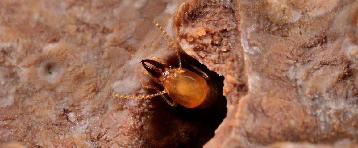 Termite souterrain asiatique (Coptotermes gestroi) qui se nourrit de bois. © Thomas Chouvenc